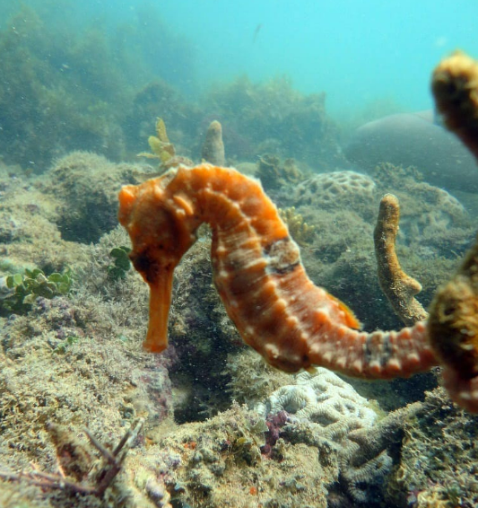 Mergulho de cilindro